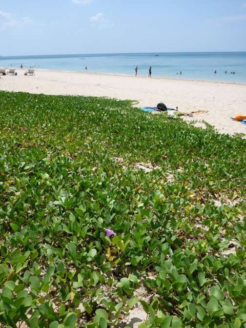 ALT =[“Dr. Jolie Bookspan teaches how to identify and collect goatfoot creeper to make a jelllyfish sting remedy #wild foraging - http://drbookspan.com/DivingAerospace] 