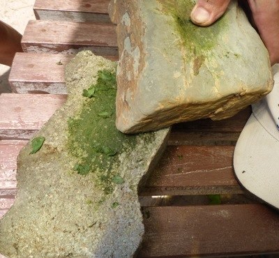 ALT =[“Dr. Jolie Bookspan teaches how to use goatfoot creeper to make a jelllyfish sting remedy #wild foraging - http://drbookspan.com/DivingAerospace] 