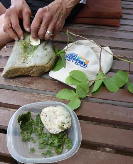 ALT =[“Dr. Jolie Bookspan teaches how to use goatfoot creeper to make a jelllyfish sting remedy #wild foraging - http://drbookspan.com/DivingAerospace] 
