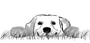 ALT =[“Dr. Jolie Bookspan's teaching dog, SPOT The Anomaly!: Copyright. Come meet him as he helps you SPOT causes of pain and how to fix them - http://drbookspan.com/research.html"]